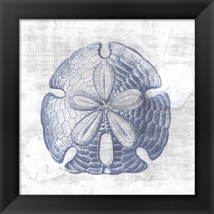 Framed Sand Dollar 1 v2 Print