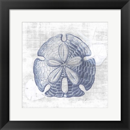 Framed Sand Dollar 1 v2 Print