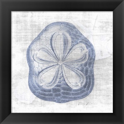 Framed Sand Dollar 2 v2 Print