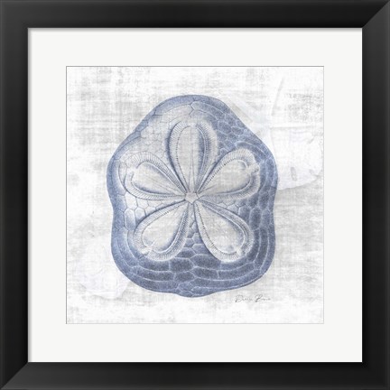 Framed Sand Dollar 2 v2 Print