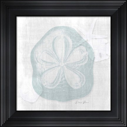 Framed Sand Dollar 2 Print