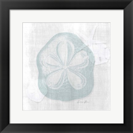 Framed Sand Dollar 2 Print