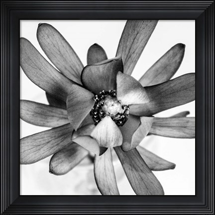 Framed Flower Print