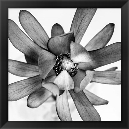 Framed Flower Print