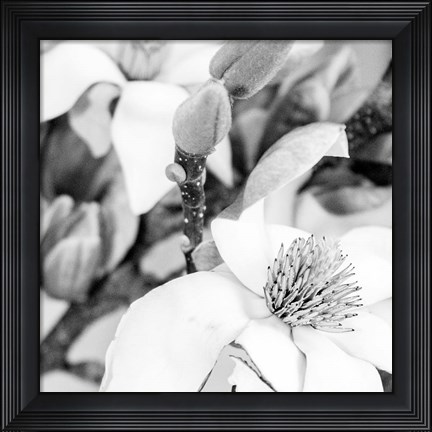 Framed Magnolia Print