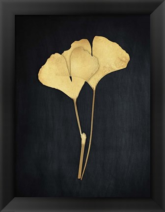 Framed Midas Ginkgo 1 Print