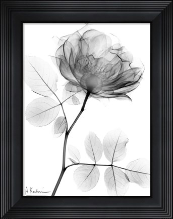 Framed Rose Dynasty 1 Print