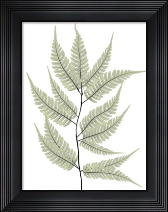 Framed Fern Tree Print