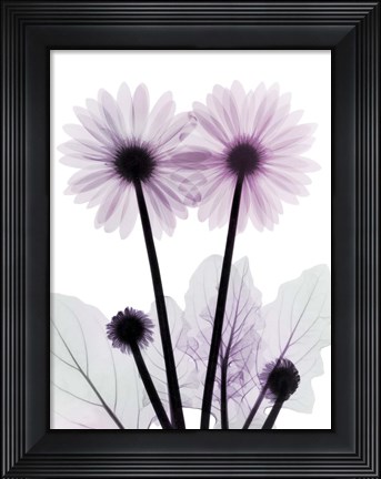 Framed Gerbera-B23-Color Print