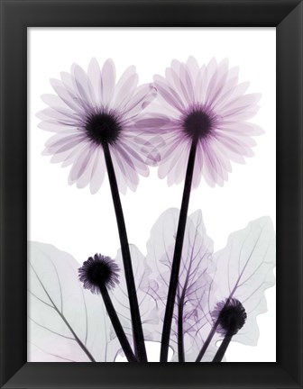 Framed Gerbera-B23-Color Print