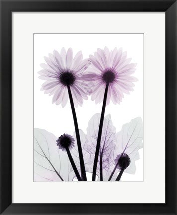 Framed Gerbera-B23-Color Print