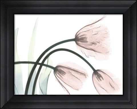 Framed Refreshing Bloomed 1 Print
