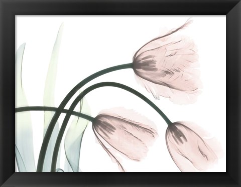 Framed Refreshing Bloomed 1 Print