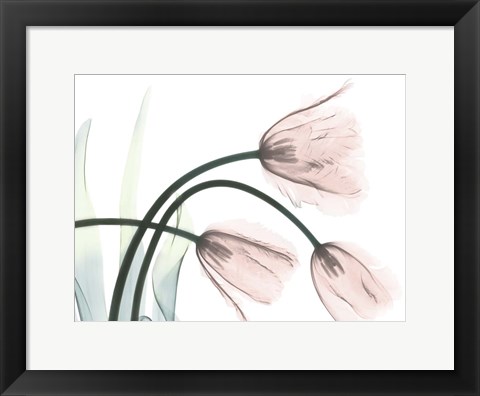 Framed Refreshing Bloomed 1 Print