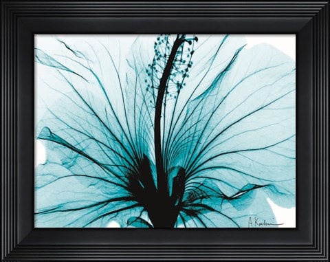 Framed Aqua Hibiscus Print