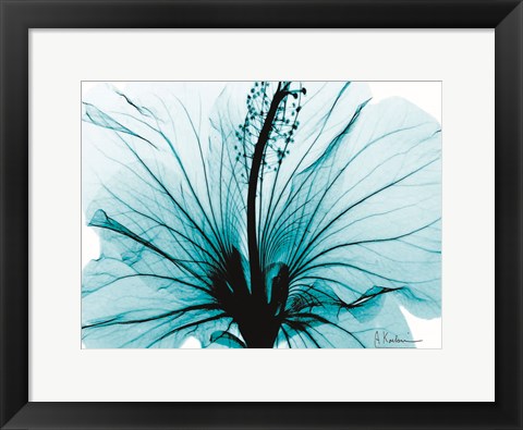 Framed Aqua Hibiscus Print