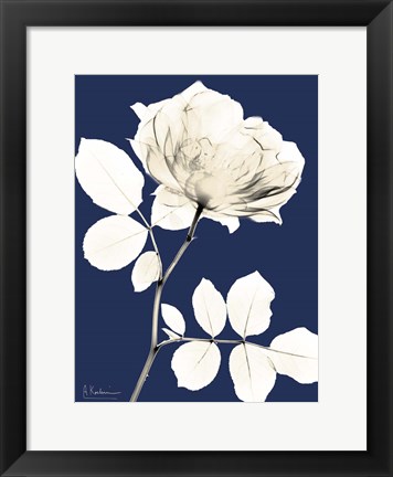 Framed Rose Cool Dynasty 1 Print