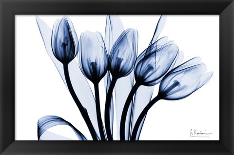 Framed Marvelous Indigo Tulips 2 Print