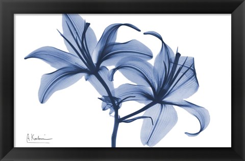 Framed Indigo Infused Lily 2 Print