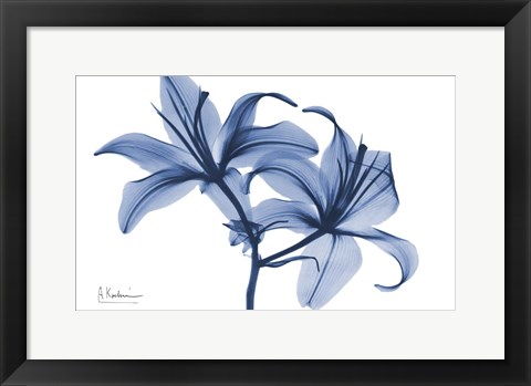 Framed Indigo Infused Lily 2 Print