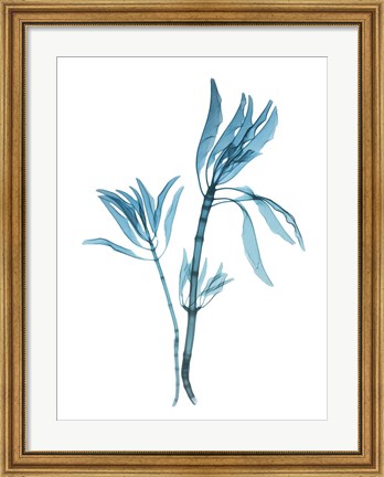 Framed Blue Leucadendron Print