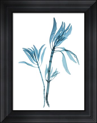 Framed Blue Leucadendron Print