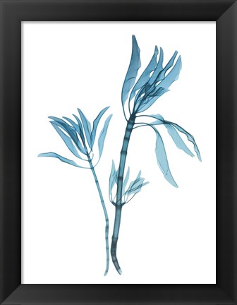 Framed Blue Leucadendron Print