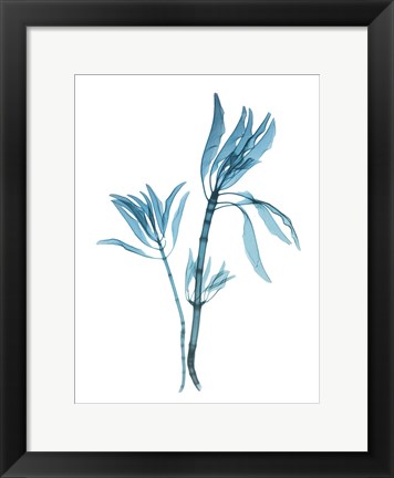 Framed Blue Leucadendron Print