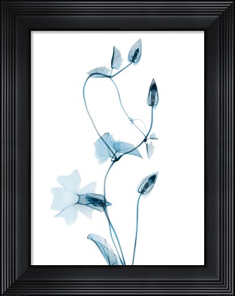 Framed Blue Disticta Print