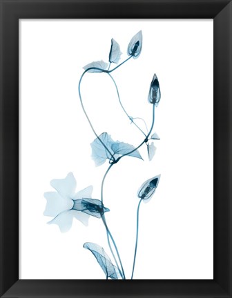 Framed Blue Disticta Print