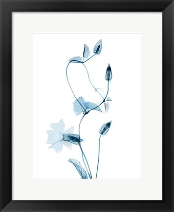 Framed Blue Disticta Print