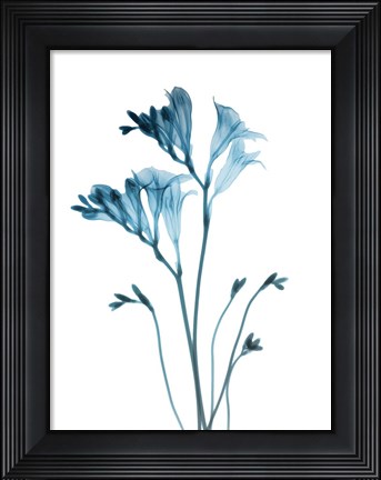 Framed Blue Freesia Print