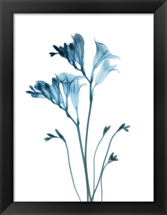 Framed Blue Freesia Print