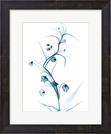 Framed Blue Globe Lily Print