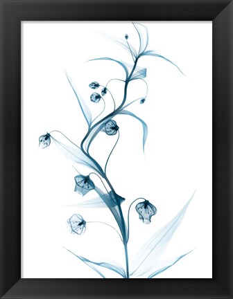 Framed Blue Globe Lily Print