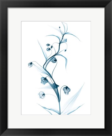 Framed Blue Globe Lily Print