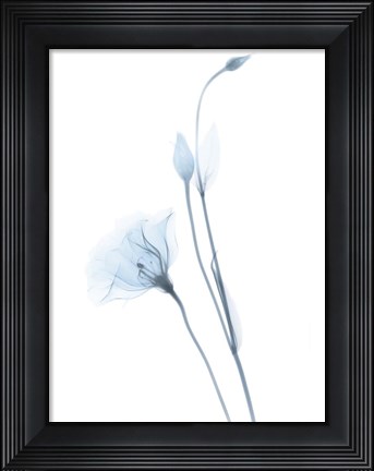 Framed Light Gentian Print