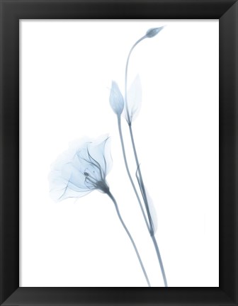 Framed Light Gentian Print