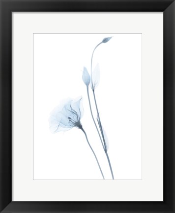 Framed Light Gentian Print