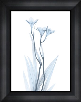 Framed Light Freesia Print