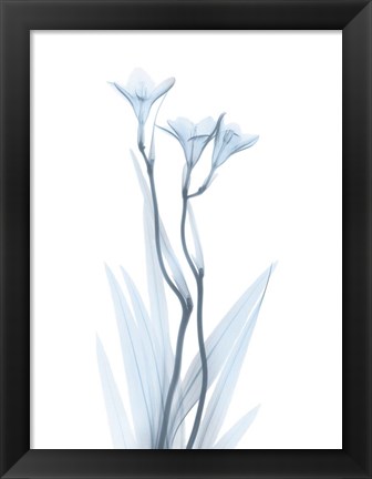 Framed Light Freesia Print