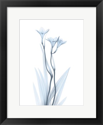 Framed Light Freesia Print