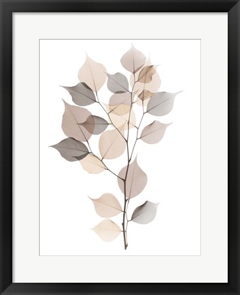 Framed Sandy Myrtle Tree Print