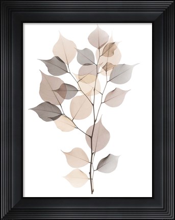 Framed Sandy Myrtle Tree Print