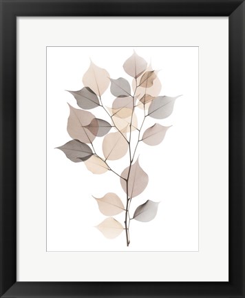 Framed Sandy Myrtle Tree Print