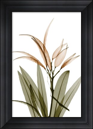 Framed Urban Oleander Seed Pod Print