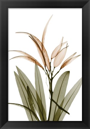 Framed Urban Oleander Seed Pod Print