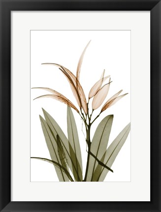 Framed Urban Oleander Seed Pod Print