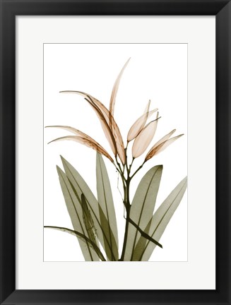 Framed Urban Oleander Seed Pod Print