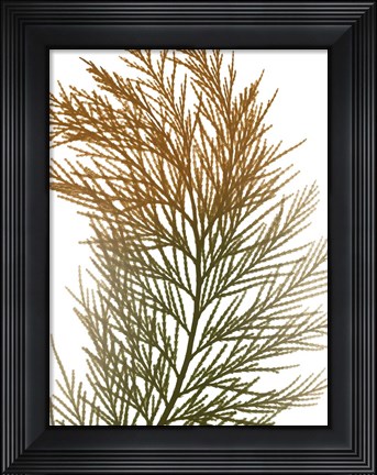 Framed Urban Incense Cedar Print